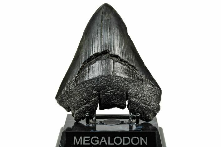 Large, Fossil Megalodon Tooth - South Carolina #301801